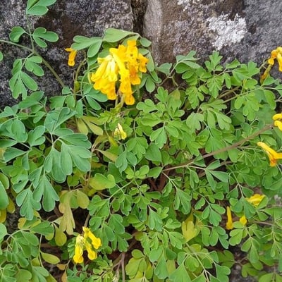 Corydalis aurea — flower