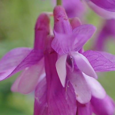 Vicia tenuifolia — flower