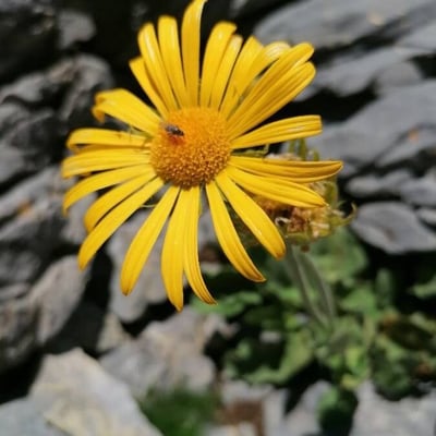 Doronicum grandiflorum — flower