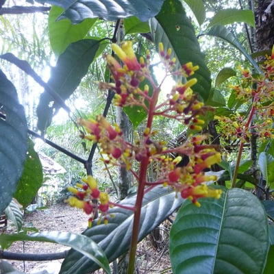 Palicourea guianensis — flower