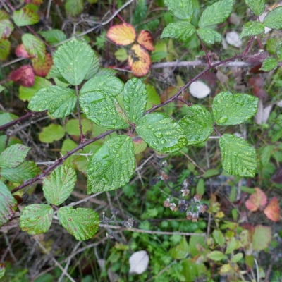 Rubus echinatus — leaf