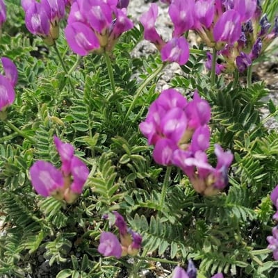 Astragalus danicus — flower