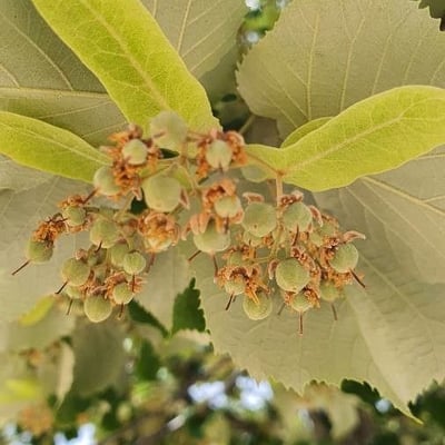 Tilia tomentosa — flower