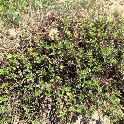 Ziziphora clinopodioides — leaf