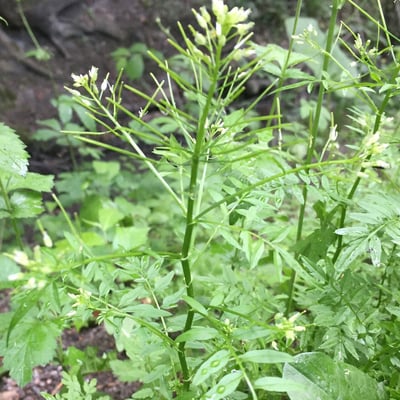 Cardamine impatiens — flower