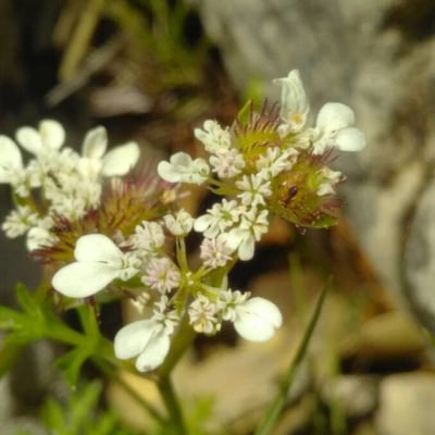 Caucalis platycarpos — flower