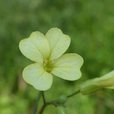 Bunias erucago — flower