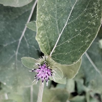 Arctium minus — flower