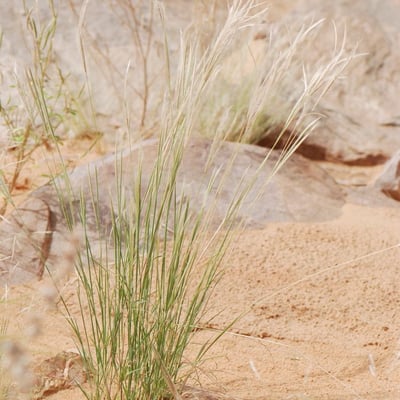Schoenefeldia gracilis — habit