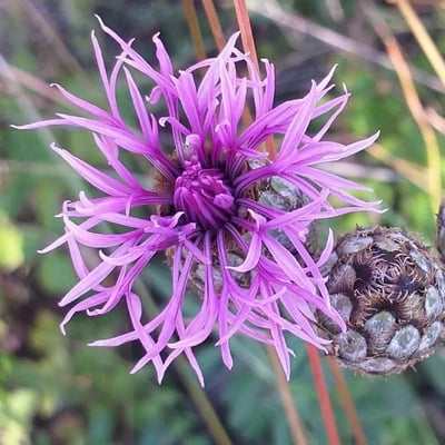 Centaurea scabiosa — flower
