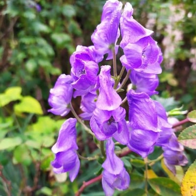 Aconitum variegatum — flower