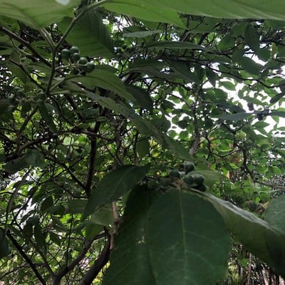Solanum paniculatum — leaf
