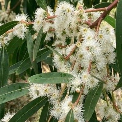 Eucalyptus viminalis — flower