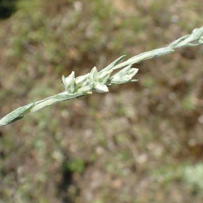 Logfia minima — flower