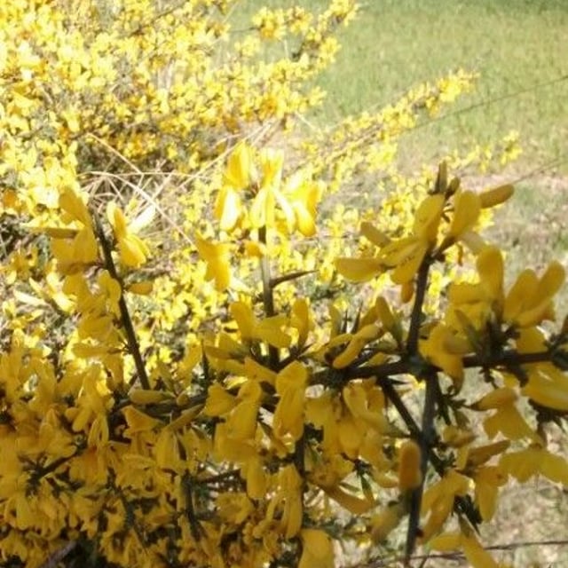Ulex europaeus — flower