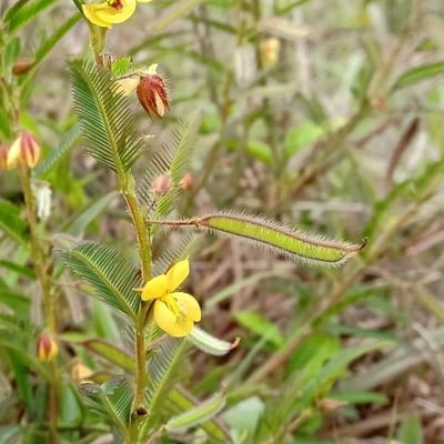 Chamaecrista nictitans — flower