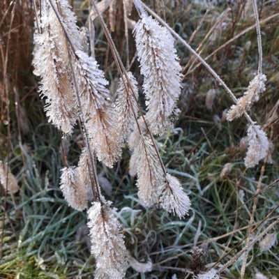 Lagurus ovatus — flower