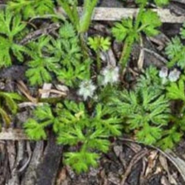 Daucus glochidiatus — leaf