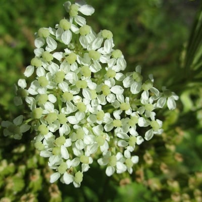 Pleurospermum austriacum — flower