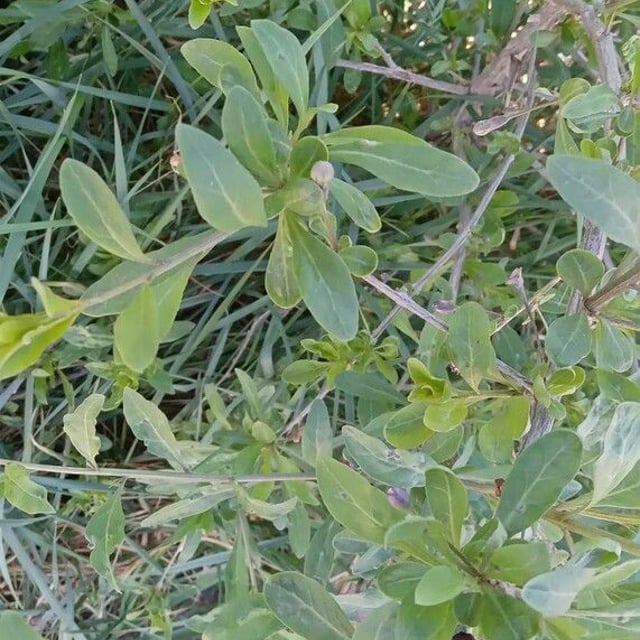 Gou Qi Zi