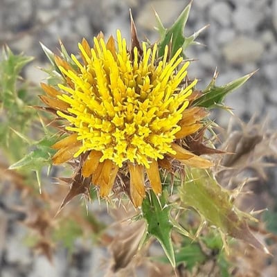 Carlina corymbosa — flower