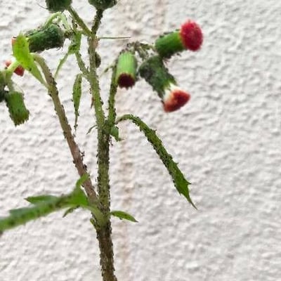 Emilia sonchifolia — flower