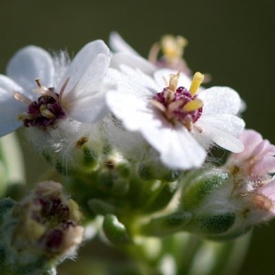 Eriocephalus africanus — flower
