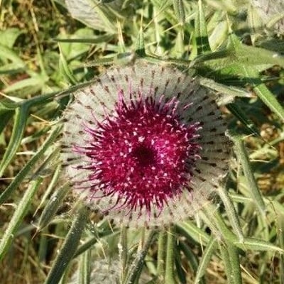 Cirsium eriophorum — flower