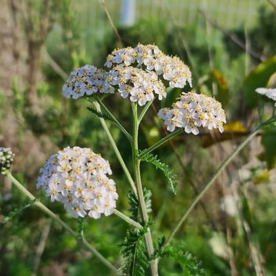 Achillea nobilis — flower