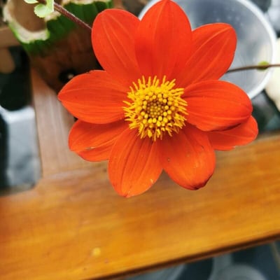 Dahlia coccinea — flower