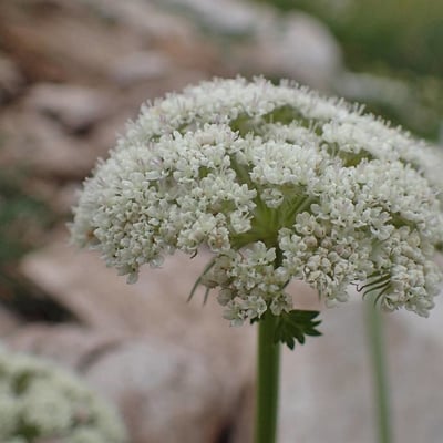 Seseli libanotis — flower