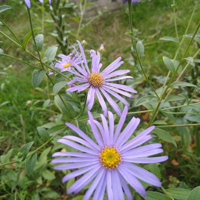 Aster amellus — flower