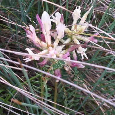 Astragalus monspessulanus — flower