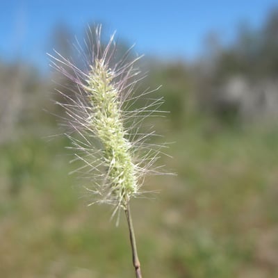 Polypogon maritimus — flower