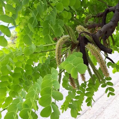 Stryphnodendron adstringens — leaf