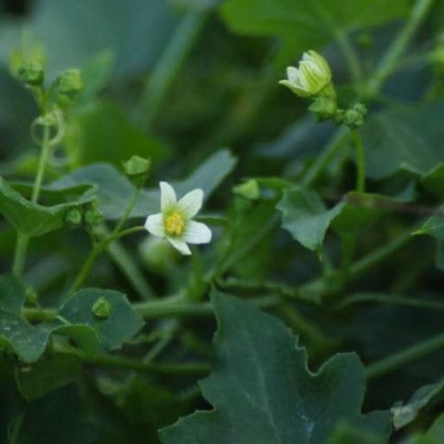 Bryonia alba — flower
