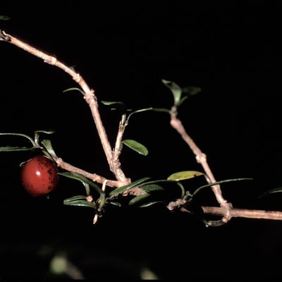Coprosma propinqua — fruit