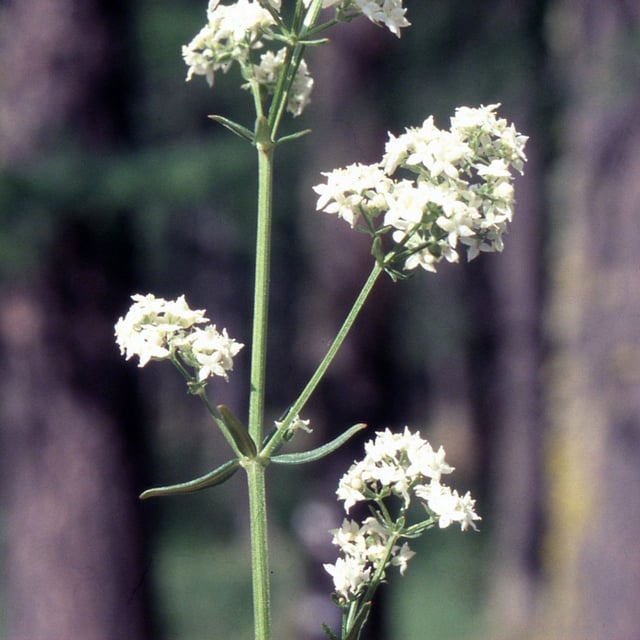 Galium boreale — flower