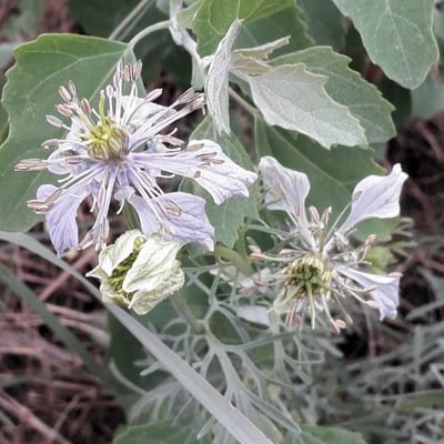 Nigella arvensis — flower