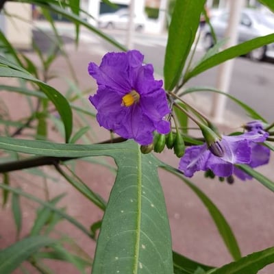Solanum laciniatum — flower