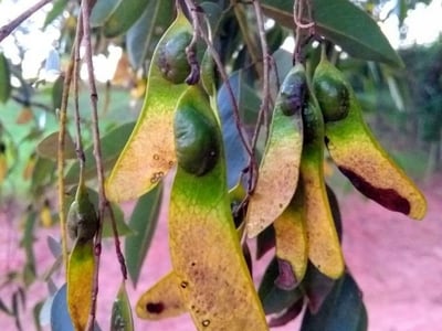 Machaerium acutifolium