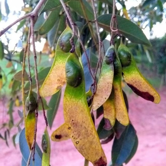 Machaerium acutifolium