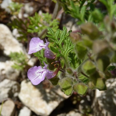 Teucrium botrys — flower