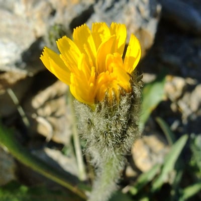Scorzoneroides montana — flower