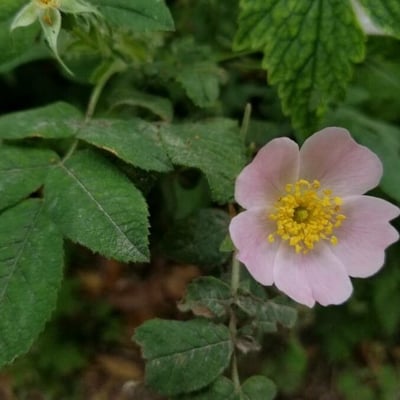 Rosa tomentosa — flower
