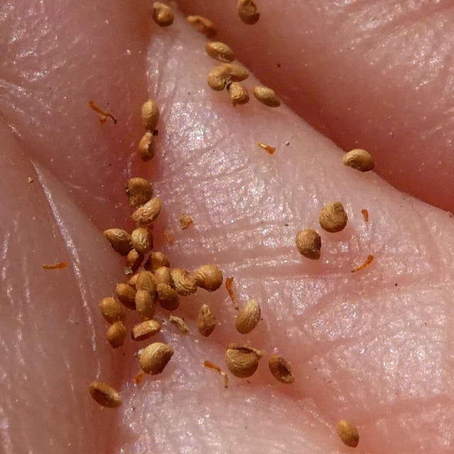 Potentilla argentea — fruit