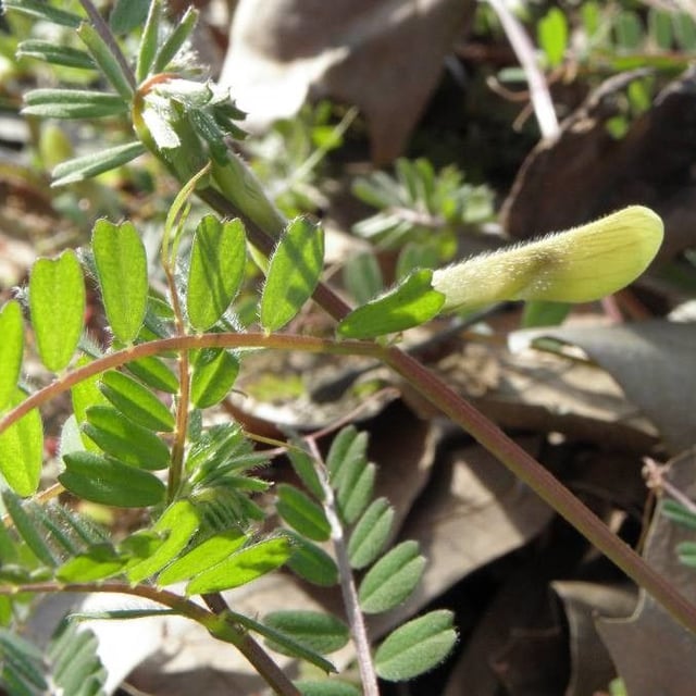 Vicia hybrida — flower