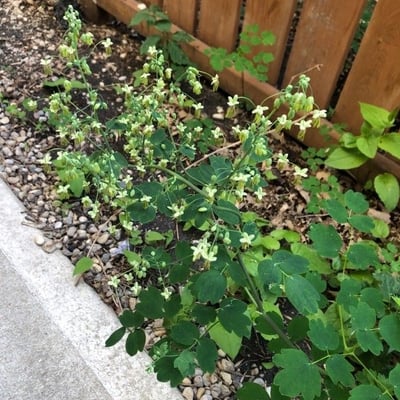 Thalictrum dioicum — flower