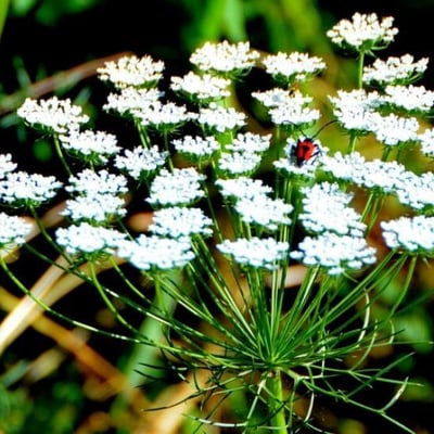 Ammi majus — flower
