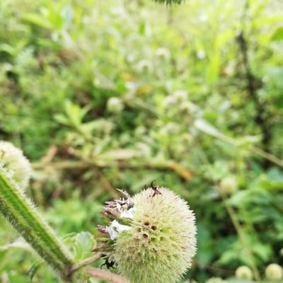 Hyptis capitata — flower